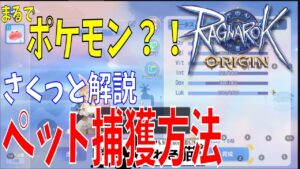 【ラグオリ】新システムペットの捕獲方法をさっくり解説！能力厳選必須？まるでポケモンだぞ！そしてS級入手に掛かる金額は結局いくらなの？【Ragnarok Origin】