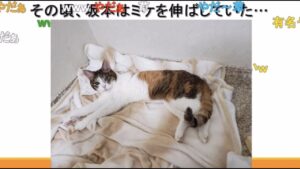 一方その頃坂本は②ボス狩り(ラグナロクオリジン話)ミケを伸ばしてた【新･幕末志士切り抜き】（中岡コーナー）